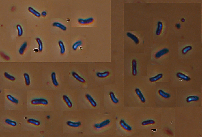 Probabilmente Plicaturopsis crispa  (Plicaturopsis crispa)